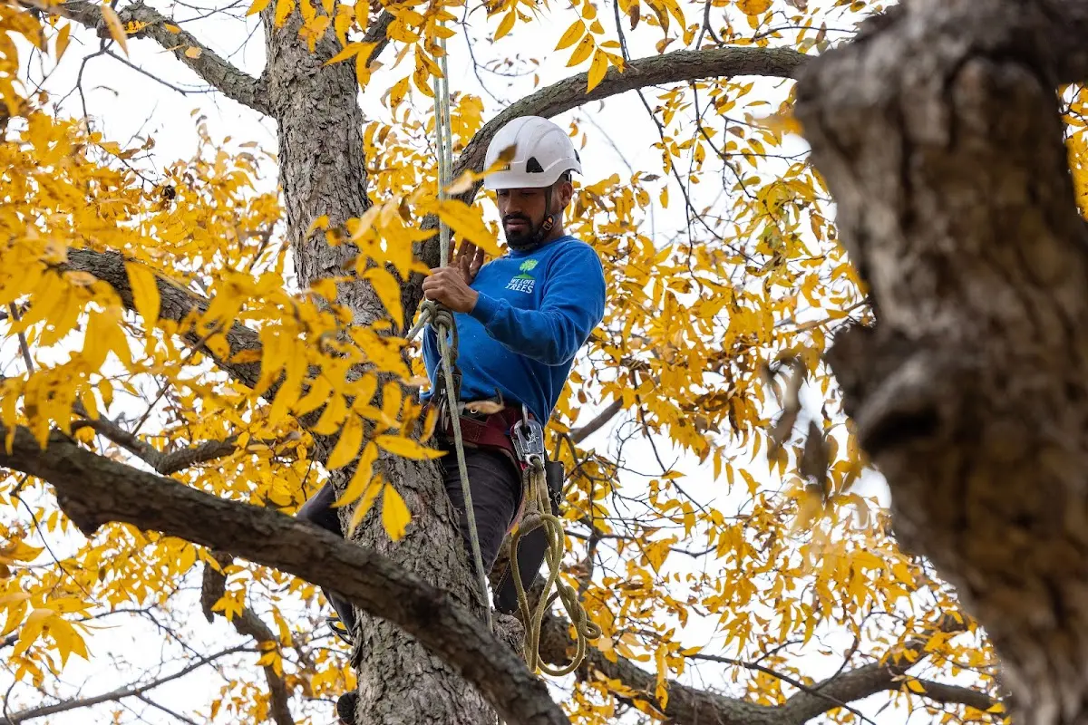 Skilled Tree Transplanting crew working in Leverett
